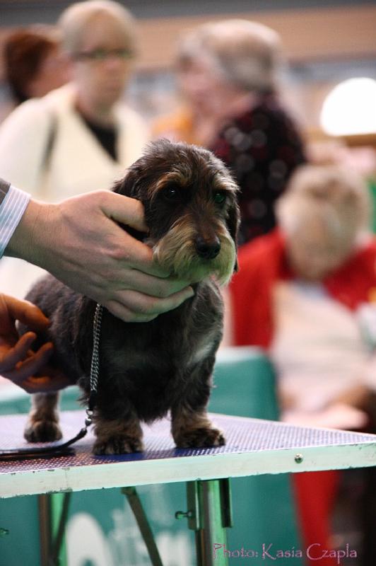 Crufts2011_2 1080.jpg